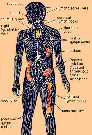 Lymph2